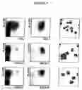 Fig. 07 - Method for isolating BDCA-4+ dendritic cells