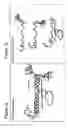 Fig. 02 - Matrix composed of a naturally-occurring protein backbone cross linked by a synthetic polymer and methods of generating and using same