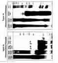 Fig. 03 - Matrix composed of a naturally-occurring protein backbone cross linked by a synthetic polymer and methods of generating and using same