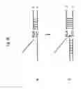 Fig. 07 - Method of detecting gene polymorphism