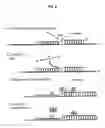 Fig. 09 - Method of detecting gene polymorphism