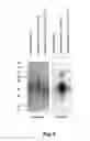 Fig. 04 - N-acetylgalactosamine transferases and nucleic acids encoding the same