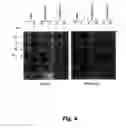 Fig. 05 - N-acetylgalactosamine transferases and nucleic acids encoding the same