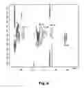 Fig. 07 - N-acetylgalactosamine transferases and nucleic acids encoding the same