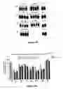 Fig. 12 - Modulation of insulin like growth factor I receptor expression