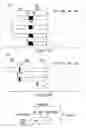 Fig. 04 - Nucleic acid encoding proteins involved in protein degradation, products and methods related thereto