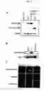 Fig. 03 - Method of screening a substance interfering in the association of DOCK2 and ELMO