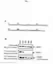 Fig. 04 - Method of screening a substance interfering in the association of DOCK2 and ELMO