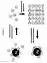 Fig. 02 - Protein scaffolds and uses thereof