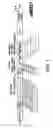 Fig. 02 - Libraries and methods for isolating antibodies