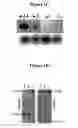 Fig. 03 - Modulation of angiogenesis through targeting of arginyl transferase (ATE1)