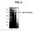 Fig. 05 - Expression of soluble, active eukaryotic glycosyltransferases in prokaryotic organisms