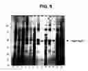 Fig. 10 - Expression of soluble, active eukaryotic glycosyltransferases in prokaryotic organisms