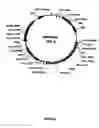 Fig. 07 - Expression of mammalian proteins in 