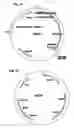 Fig. 24 - Genetically modified yeast species and fermentation processes using genetically modified yeast