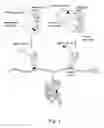Fig. 02 - Methods and composition for the production of orthogonal tRNA-aminoacyltRNA synthetase pairs