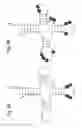 Fig. 11 - Methods and composition for the production of orthogonal tRNA-aminoacyltRNA synthetase pairs