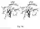 Fig. 16 - Methods and composition for the production of orthogonal tRNA-aminoacyltRNA synthetase pairs