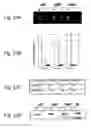 Fig. 28 - Methods and composition for the production of orthogonal tRNA-aminoacyltRNA synthetase pairs