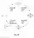 Fig. 31 - Methods and composition for the production of orthogonal tRNA-aminoacyltRNA synthetase pairs