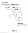 Fig. 32 - Methods and composition for the production of orthogonal tRNA-aminoacyltRNA synthetase pairs