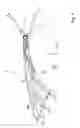 Fig. 04 - Vehicle lamp with a light guide of a multi-member configuration
