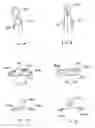 Fig. 02 - Method and apparatus for torso muscle lengthening