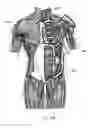 Fig. 10 - Method and apparatus for torso muscle lengthening