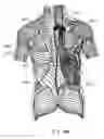 Fig. 11 - Method and apparatus for torso muscle lengthening