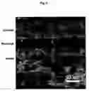 Fig. 06 - Preparation of solid oxide fuel cell electrodes by electrodeposition