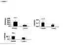 Fig. 08 - Method of stimulating growth and resistance to diseases of aquatic organisms
