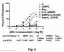Fig. 08 - Methods for improving the structure and function of arterioles