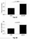 Fig. 15 - Methods for improving the structure and function of arterioles