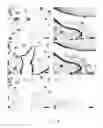 Fig. 07 - Embryo implantation inhibitor