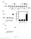 Fig. 09 - Embryo implantation inhibitor