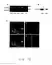 Fig. 13 - Embryo implantation inhibitor