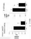 Fig. 06 - Composition comprising a gastrin/CCK receptor ligand and an EGF receptor ligand