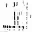Fig. 04 - Mutants of the factor VII epidermal growth factor domain