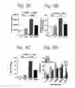 Fig. 04 - Method for screening substances capable of inhibiting the hyperplasia of pancreatic cells and/or the hypersecretion of insulin by pancreatic cells