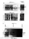 Fig. 04 - Modulation of angiogenesis