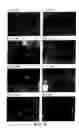 Fig. 10 - Modulation of angiogenesis