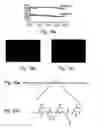 Fig. 17 - Peptides directed for diagnosis and treatment of amyloid-associated disease