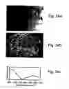 Fig. 20 - Peptides directed for diagnosis and treatment of amyloid-associated disease