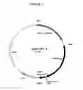 Fig. 03 - Inducible plasmid vector encoding TGF-β and use thereof