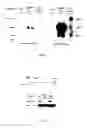 Fig. 04 - Method for expressing inducible rna [in cells, nucleic acid molecules therefor and cells transformed by said molecules