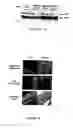 Fig. 06 - Method for expressing inducible rna [in cells, nucleic acid molecules therefor and cells transformed by said molecules