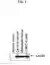 Fig. 02 - Human protooncogene and protein encoded therein