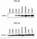 Fig. 03 - Human protooncogene and protein encoded therein