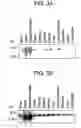 Fig. 04 - Human protooncogene and protein encoded therein