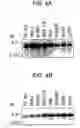 Fig. 05 - Human protooncogene and protein encoded therein